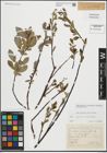 Foto von Salix myrsinifolia Salisb. x Salix phylicifolia L.
